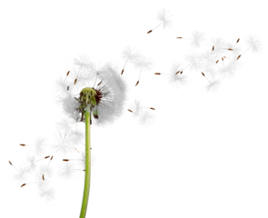 Close up of grown dandelion and dandelion seeds isolated on  background