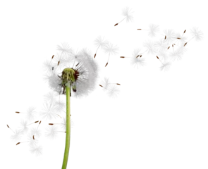 Fotobehang Close up of grown dandelion and dandelion seeds isolated on  background © BillionPhotos.com