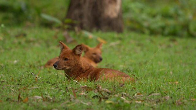 dhole (Cuon alpinus) from Indian forests