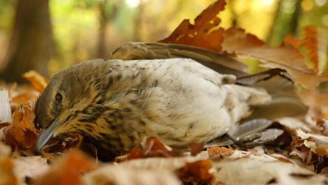 Dead bird lying on the grass in an otumn park. The yellow leaves are falling down on it.  The corpse of a bird. Close - up