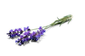 Fotobehang Lavender flowers isolated on white © BillionPhotos.com