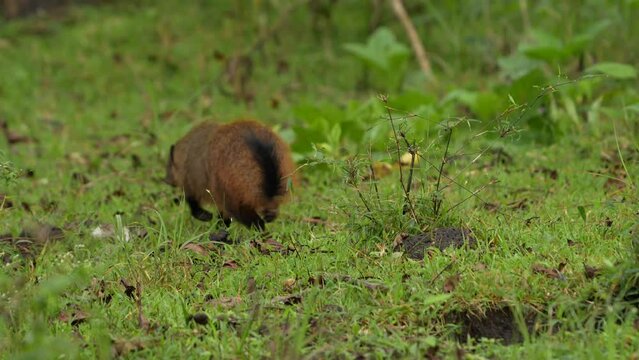 stripe-necked mongoose (Urva vitticolla)