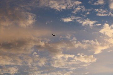 雲の多い朝焼けの空を飛ぶ鳥