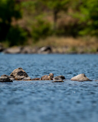 Obraz premium Smooth coated otter or Lutrogale perspicillata eating fish after hunting in ramganga river water at dhikala zone of jim corbett national park forest uttarakhand india asia