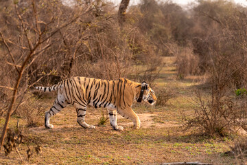 wild bengal female Tiger or panthera tigris tigris with tracking collar on neck anpony or broken...
