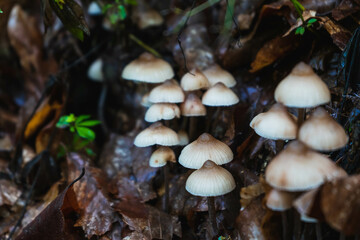 Fototapeta premium Close-Up Of Mushroom Growing from the floor