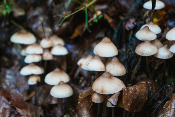 White Mushroom / Fungi in Wood Bonnet Fungi in Wood 