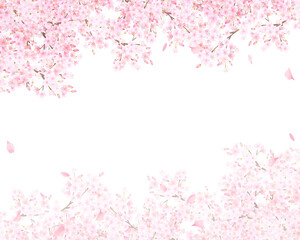 美しく華やかな満開のピンク色の桜のアーチと花びら舞い上がる春の白バックフレームベクター素材イラスト © MerciArtworks