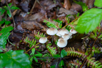 Close-Up Of Mushrooms Growing In Forest 