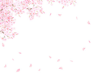 美しく華やかな満開のピンク色の桜のアーチと花びら舞い上がる春の白バックフレームベクター素材イラスト © MerciArtworks