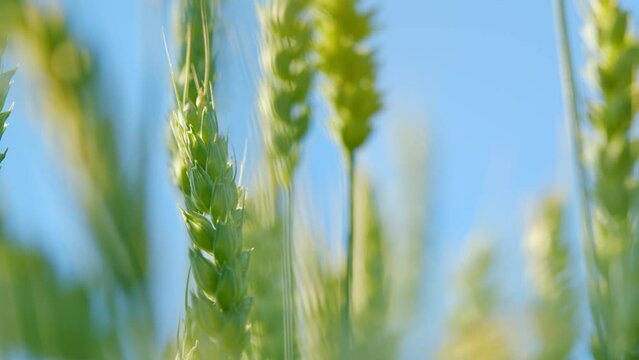 Green yellow wheat crop standing in field and blowing in wind. Bright gold green mid summer growth. Low angle view.