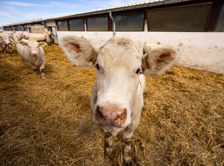 Charolais beef calves in a farm