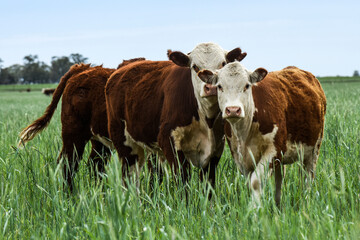 Cattle raising  with natural pastures in Pampas countryside, La Pampa Province,Patagonia, Argentina.