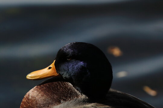 A beautiful portrait image of a Mallard Duck near the edge of a lake. Great detail and the texture can be seen on the animal's head in this image.