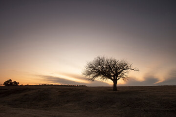 Flowered field in the Pampas Plain, La Pampa Province, Patagonia, Argentina.