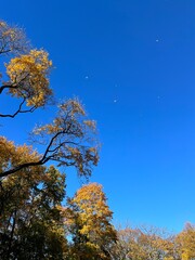 Yellow leaves trees branches in the blue sky 