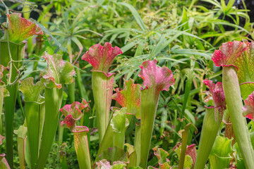 Tropical plants in the deep forest.