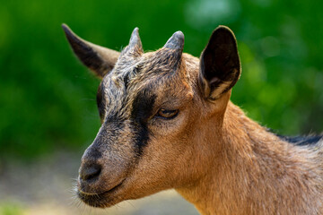 Goat portrait at grassy meadow