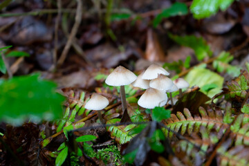 Small mushrooms on a forest ground. 