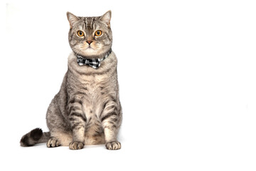 A cat in a bow tie isolated on a white background. The cat is learning