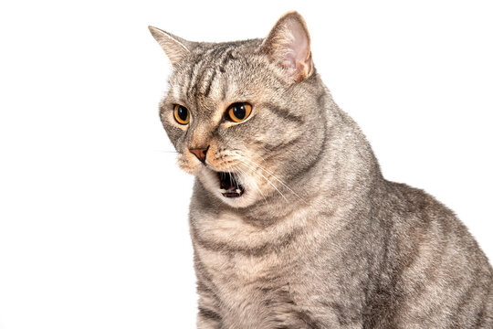 The Scottish cat isolated on a white background grins, is dissatisfied, screams. A cat with a disgruntled walrus