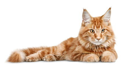 Adorable red cat isolated on white background - Powered by Adobe