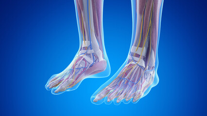 3d rendered medical illustration of the anatomy of the feet
