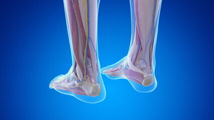 3d rendered medical illustration of posterior the anatomy of the feet