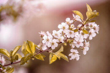 Obraz premium Cherry blossom branch in the garden in spring 