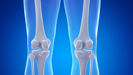 3d rendered medical illustration of the bones of the posterior knee