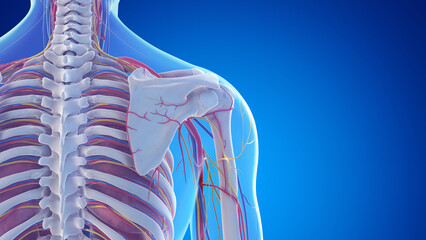 3d rendered medical illustration of the posterior anatomy of the shoulder