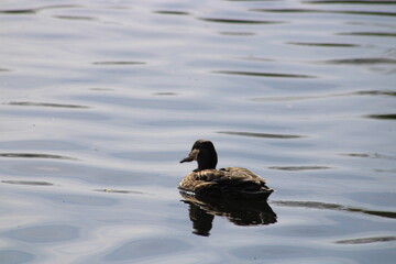 Duck swimming along a clear blue river with reflection of the sky in the water