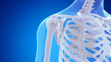 3d rendered medical illustration of the bones and ligaments of the shoulder