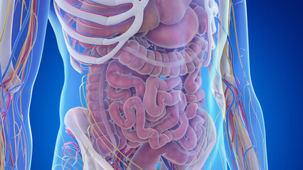 3d rendered medical illustration of the abdominal anatomy