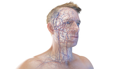 3d rendered medical illustration of the vascular system of the head and neck