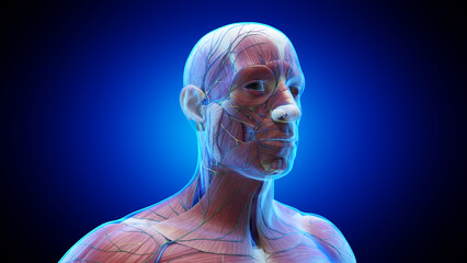 3d rendered medical illustration of the anatomy of a male head
