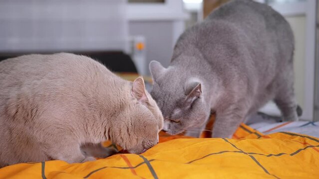 Two Large Fat Gray British Cats are Licking an Orange Bedspread on Bed in Room. Funny fluffy domestic thoroughbred pets sniff catnip, rest, and get high. Pets relax on a soft, cozy colorful sofa. Pet.