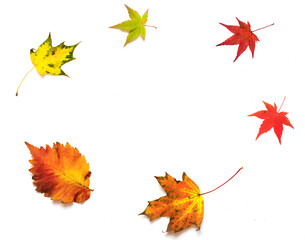 Flying autumn leaves on white background, round frame.