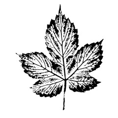 Realistic leaf of a herbaceous plant. Ink print of leaf texture isolated on white background. Natural element for the design.