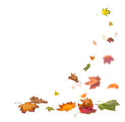 Autumn flying leaves, colorful natural decor on white background.