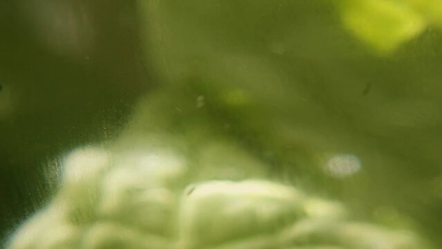 mint leaf underwater in slow motion