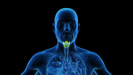 3d rendered medical illustration of a mans larynx