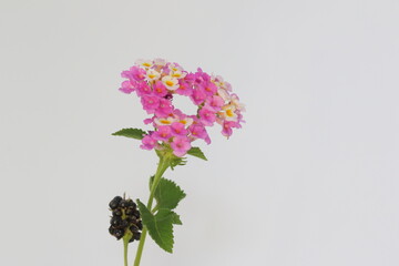 Lantana is a genus of about 150 species of perennial flowering plants in the verbena family, Verbenaceae.	
