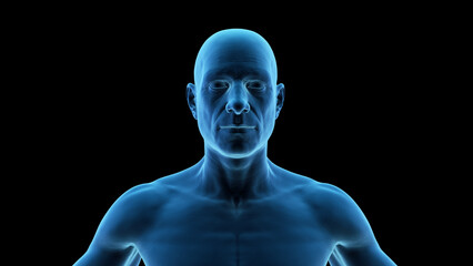 3d rendered medical illustration of a human upper body