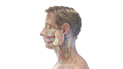 3d rendered medical illustration of the anatomy of a male head - obrazy, fototapety, plakaty