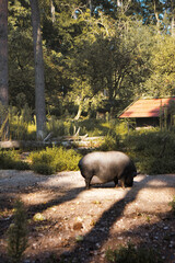 Vietnam pig living in the animal park in Ortenburg next to Passau