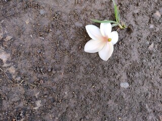 Background of frangipani flowers on the ground