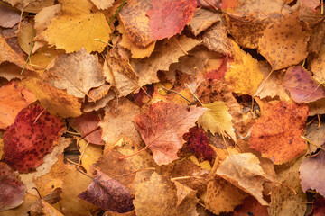 background of golden and red birch leaves, top view close-up autumn background