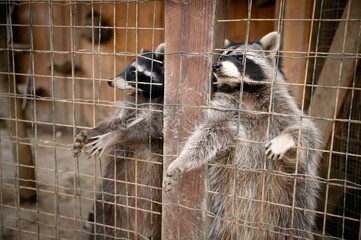 Two raccoons. Rehabilitation center for assistance and treatment of injured and homeless wild...