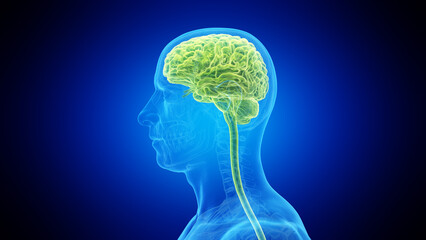 Obraz premium 3d rendered medical illustration of the brain and head nerves of a man